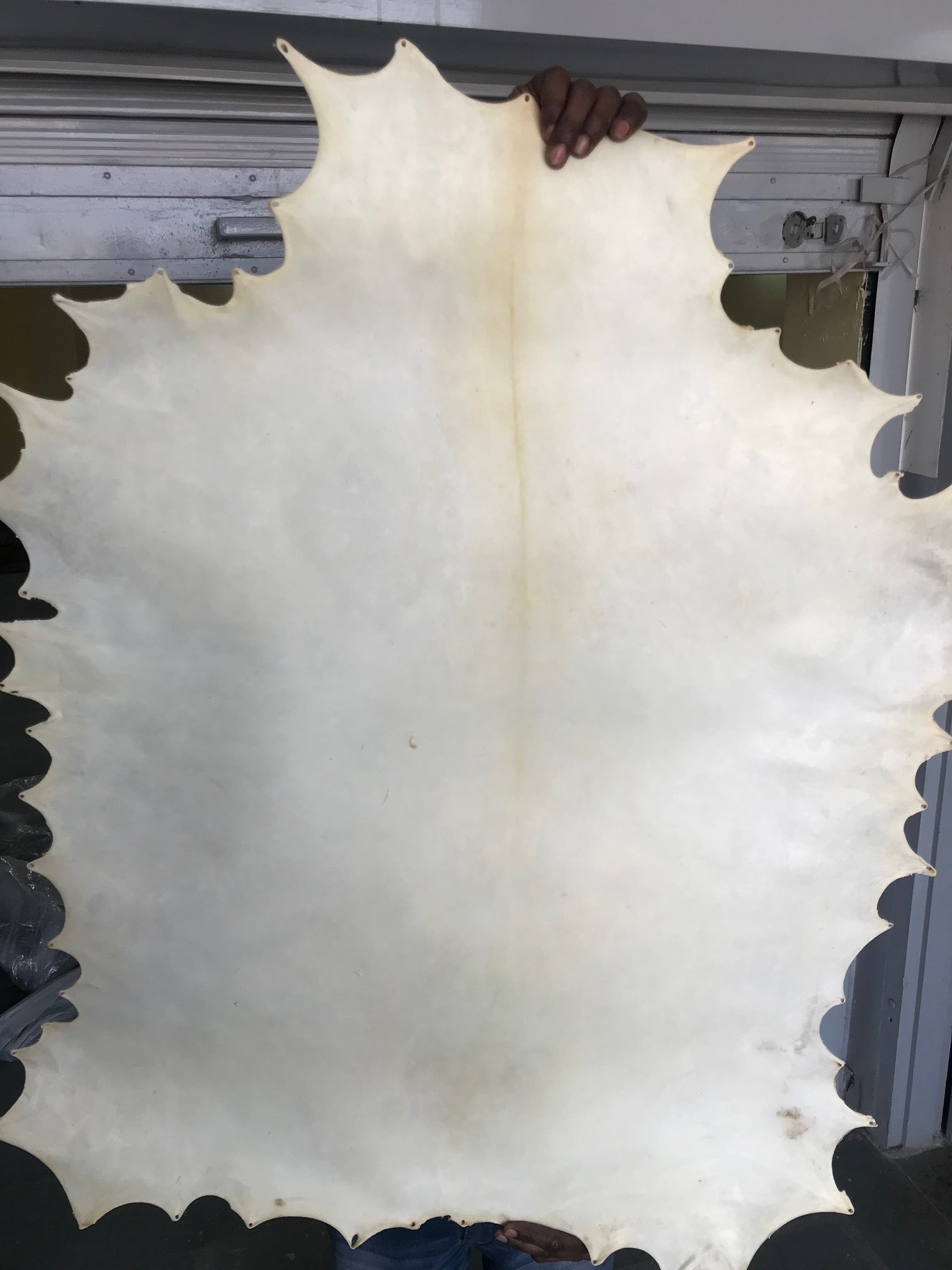White Goat skin Parchment leather Vellum Full Hide 