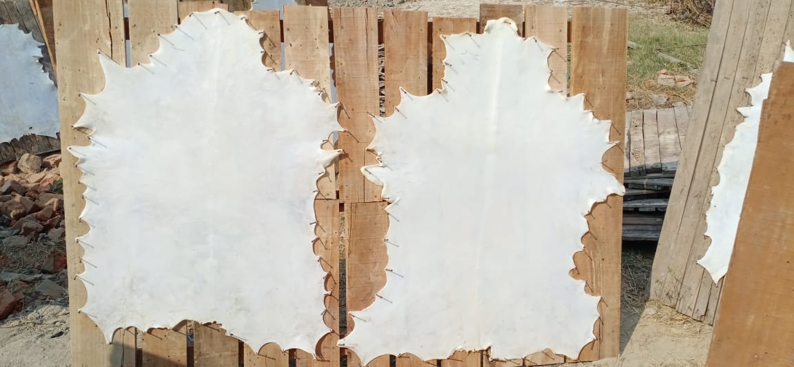 Natural Goatskin Parchment leather, Real Vellum Full Hide
